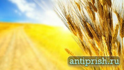 Трава пшеницы